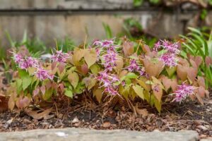 Horny Goat Weed - VantiRect