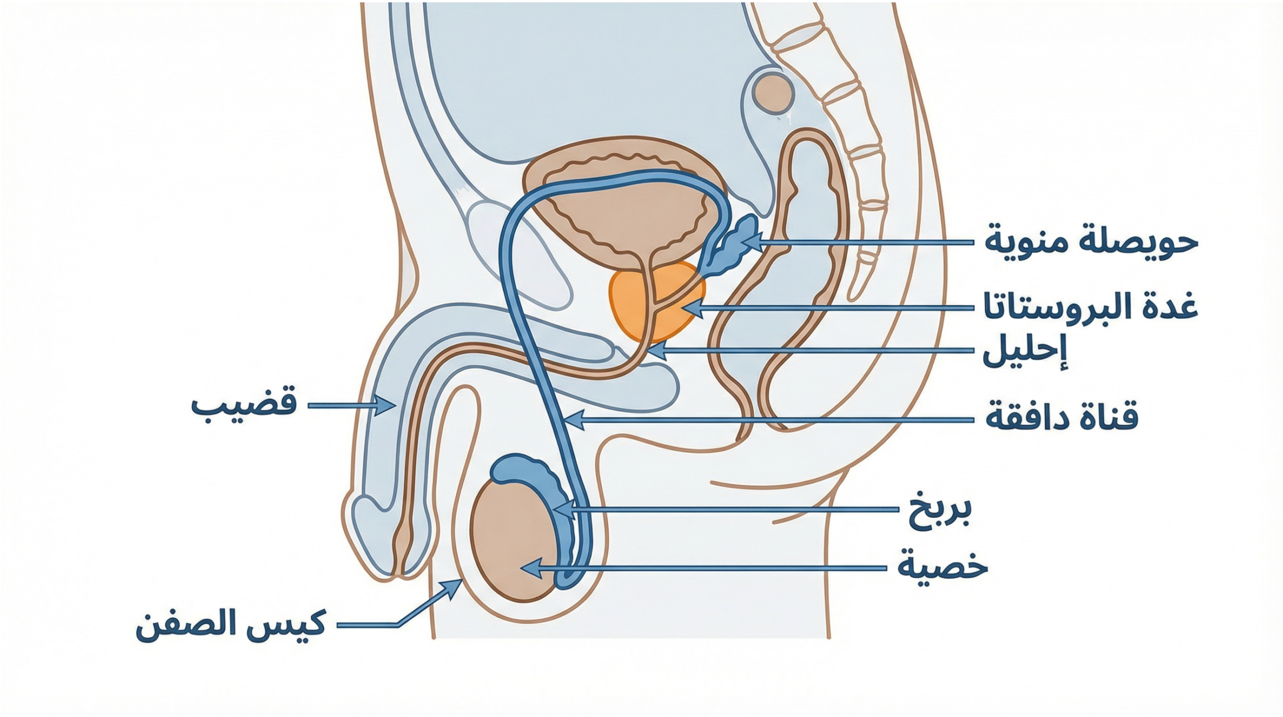 الأعضاء التناسلية