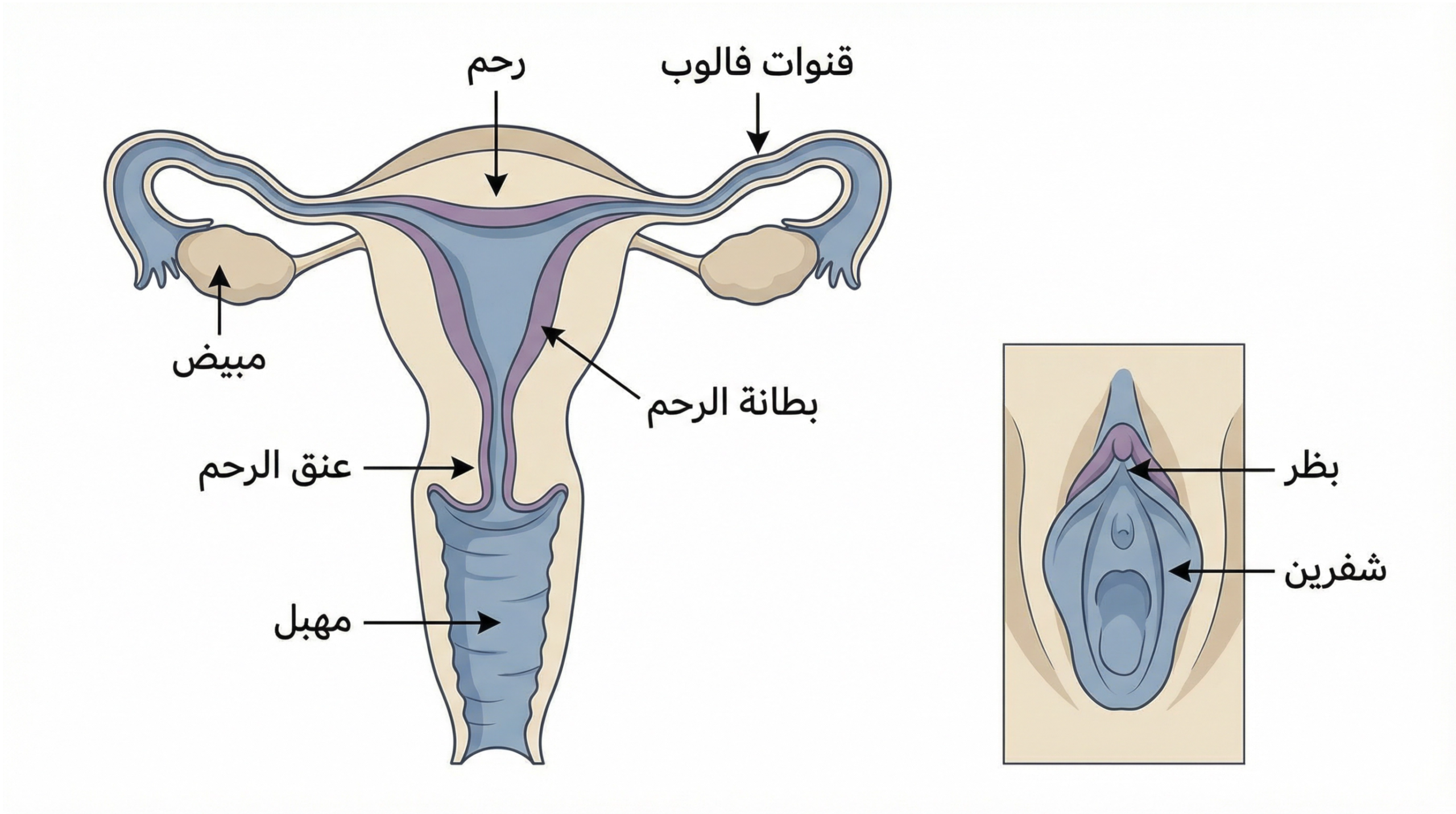 الأعضاء التناسلية - التشريح الداخلي للعضو الأنثوي